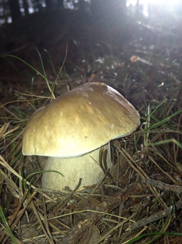 Boletus edulis